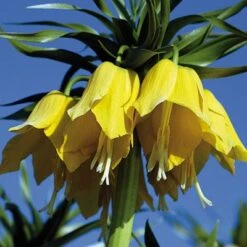 Yellow Crown Imperial -PlantAura Shop fritillariayellow 1