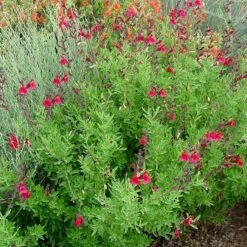 Furman's Red Texas Salvia -PlantAura Shop furmans red texas salvia