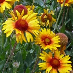 Amber Wheels Gaillardia -PlantAura Shop gaillardia aristida amber wheels 4