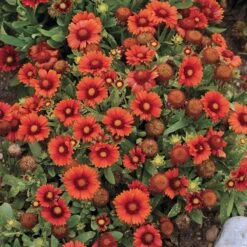 Arizona Red Shades Gaillardia -PlantAura Shop gaillardia arizona red shades flowers