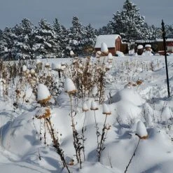 Coronation Gold Yarrow -PlantAura Shop garden in snow dianeoneil