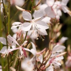 Snow Fountain Gaura -PlantAura Shop gaura lindheimeri snowfountain bloom
