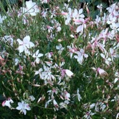 Snow Fountain Gaura -PlantAura Shop gaura snow fountain plant haven