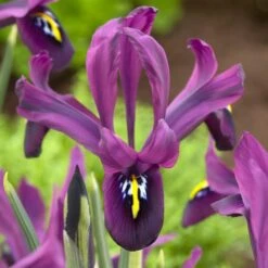 George Specie Iris (Mini Iris) -PlantAura Shop george mini iris specie iris purple