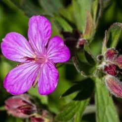 Sticky Geranium -PlantAura Shop geranium viscosissimum 3