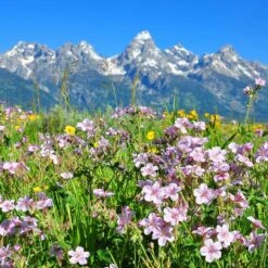Sticky Geranium -PlantAura Shop geranium viscosissimum 4