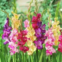 Rainbow Gladiolus Mix -PlantAura Shop gladiolusmix3 1