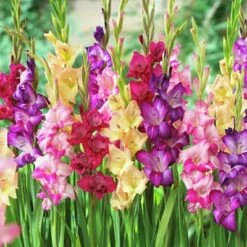 Rainbow Gladiolus Mix -PlantAura Shop gladiolusmix4 1