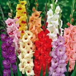 Rainbow Gladiolus Mix -PlantAura Shop gladiolusrainbowmix 3