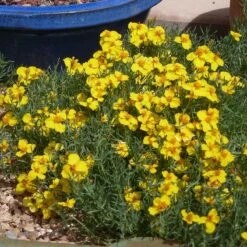 Front Page 42 Front Page -PlantAura Shop gold on blue prairie zinnia