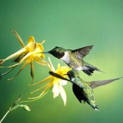Golden Spur Columbine -PlantAura Shop golden spur columbine aquilegia