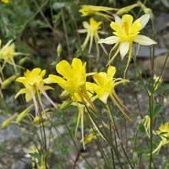 Golden Spur Columbine -PlantAura Shop golden spur columbine aquilegia