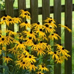 Goldsturm Black Eyed Susan -PlantAura Shop goldstrum black eyed susan 2