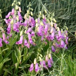 Spanish Peaks® Foxglove -PlantAura Shop hblvz51 digitalis thapsi spanish peaks 2