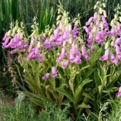 Spanish Peaks® Foxglove -PlantAura Shop hblvz51 digitalis thapsi spanish peaks