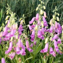 Spanish Peaks® Foxglove -PlantAura Shop hblvz51 digitalis thapsi spanish peaks 3