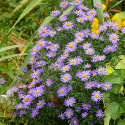 Native Dry Area Wildflower Seed Mix -PlantAura Shop hcg dry area mix aster
