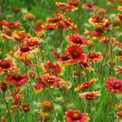 Native Dry Area Wildflower Seed Mix -PlantAura Shop hcg dry area mix blanketflower