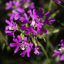 Native Dry Area Wildflower Seed Mix -PlantAura Shop hcg dry area mix deer horn clarkia
