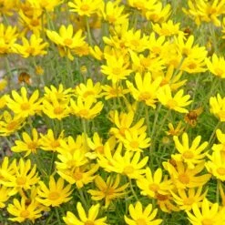 Native Dry Area Wildflower Seed Mix -PlantAura Shop hcg dry area mix oregon sunshine