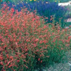 Pineleaf Penstemon -PlantAura Shop hcg penstemon pinifolius pineleaf beardtongue 75760