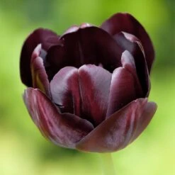 Queen Of The Night Single Late Tulip -PlantAura Shop hcg single late tulip queen of the night