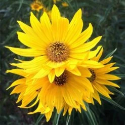 Santa Fe Maximilian's Sunflower (Helianthus) -PlantAura Shop hcgsp15jackganse 23526409 helian