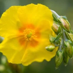 Ben Fhada Rock Rose (Helianthemum) -PlantAura Shop helianthemum ben fhada blooms buds