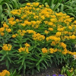 Hello Yellow Butterfly Weed -PlantAura Shop hello yellow butterfly weed