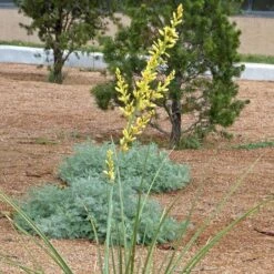 Yellow Flowering Texas Yucca (Hesperaloe) -PlantAura Shop hesperaloe parviflora yellow flower