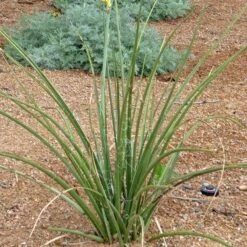 Yellow Flowering Texas Yucca (Hesperaloe) -PlantAura Shop hesperaloe parviflora yellow plant
