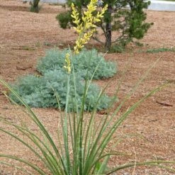 Yellow Flowering Texas Yucca (Hesperaloe) -PlantAura Shop hesperaloe parviflora yellow plant and flower