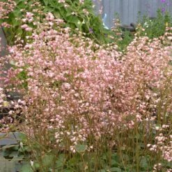 Weston Pink Coral Bells -PlantAura Shop heuchera weston pink coral bells