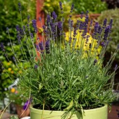 Hidcote Superior English Lavender -PlantAura Shop hidcote superior english lavender pot