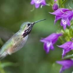Pike's Peak Purple® Penstemon -PlantAura Shop hummingbird penstemon pikes peak 75797p