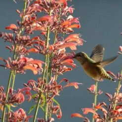 Agastache Rupestris -PlantAura Shop hummingbirdandagastache rupestris