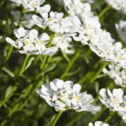 Purity Dwarf Candytuft (Iberis) -PlantAura Shop iberis sempervirens purity dwarf candytuft 59555 1 1