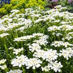 Purity Dwarf Candytuft (Iberis) -PlantAura Shop iberis sempervirens purity dwarf candytuft 59555 2.jpg 1