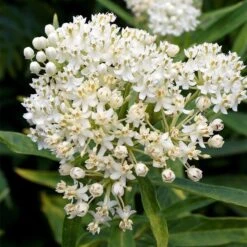 Ice Ballet Swamp Milkweed -PlantAura Shop ice ballet milkweed asclepias in