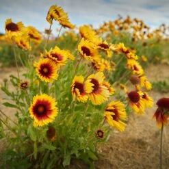 Dry Area Wildflower Seed Mix -PlantAura Shop indian blanket flower