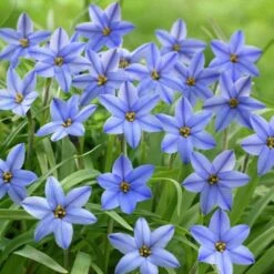 Jessie Spring Starflower -PlantAura Shop ipheionjessie