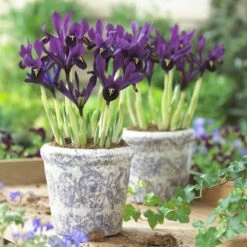 George Specie Iris (Mini Iris) -PlantAura Shop iris histroides george in containers