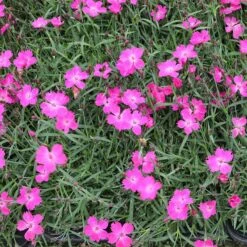 Front Page 9 Front Page -PlantAura Shop kahori pink dianthus garden