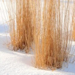 Karl Foerster Feather Reed Grass -PlantAura Shop karl foerster feather reed grass winter