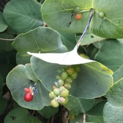 Kintzley's Ghost® Honeysuckle Vine -PlantAura Shop kintzkeys ghost honeysucke 2