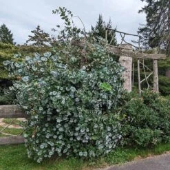 Kintzley's Ghost® Honeysuckle Vine -PlantAura Shop kintzkeys ghost honeysucke 3