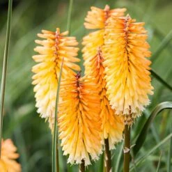 Dwarf Red Hot Poker -PlantAura Shop kniphofia triangularis dwarf red hot poker