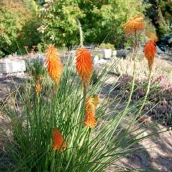 Dwarf Red Hot Poker -PlantAura Shop kniphofia trangularis mike daavy