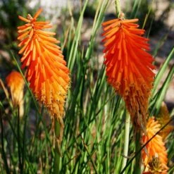 Dwarf Red Hot Poker -PlantAura Shop kniphofia triangularis mike davvy