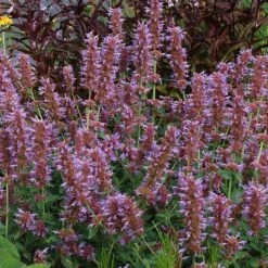 Kudos™ Silver Blue Agastache -PlantAura Shop kudos silver blue agastache 3